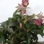 Helleborus Dacaya Ciemiernik- Rośliny od Ogrodnika Szkółka Barcikowscy