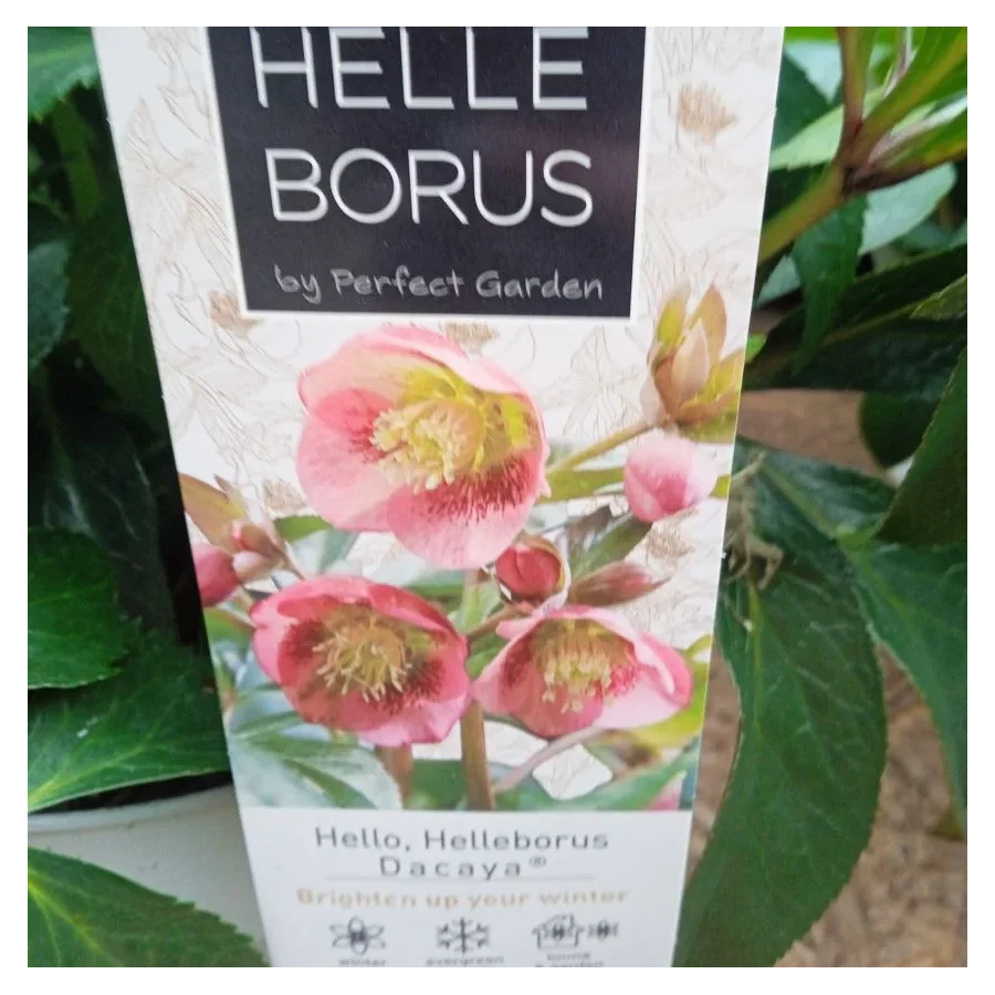 Helleborus Dacaya Ciemiernik- Rośliny od Ogrodnika Szkółka Barcikowscy