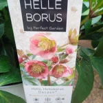 Helleborus Dacaya Ciemiernik- Rośliny od Ogrodnika Szkółka Barcikowscy