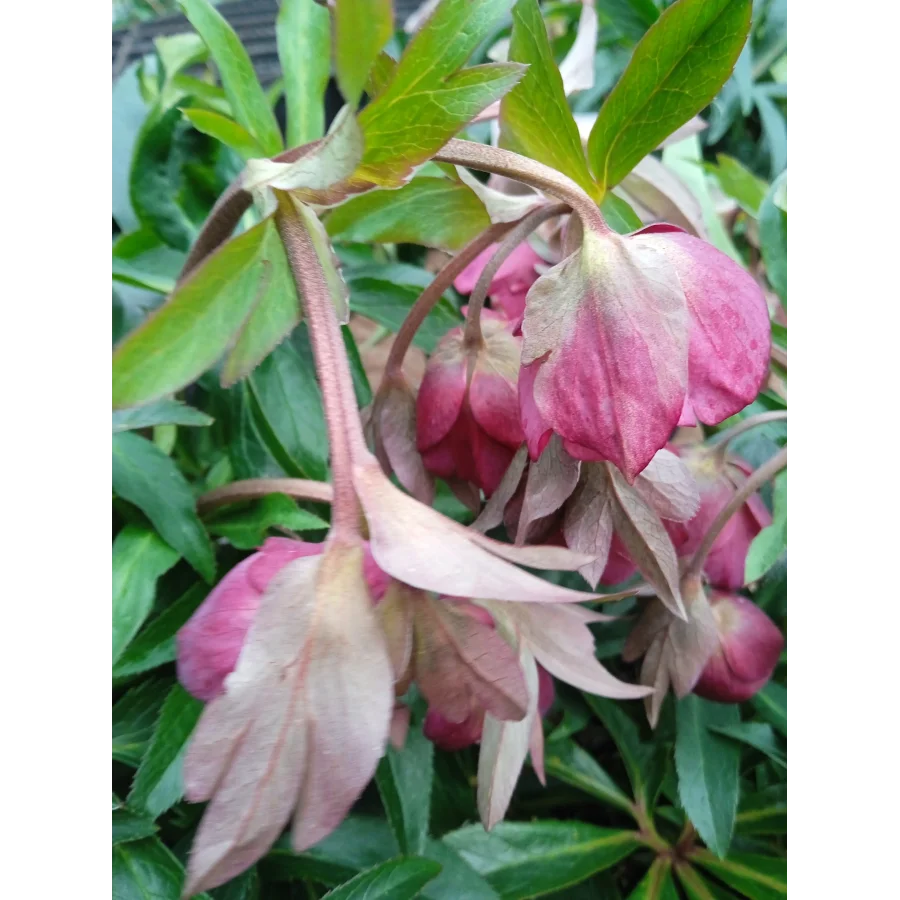 Helleborus Dacaya Ciemiernik- Rośliny od Ogrodnika Szkółka Barcikowscy