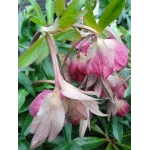 Helleborus Dacaya Ciemiernik- Rośliny od Ogrodnika Szkółka Barcikowscy