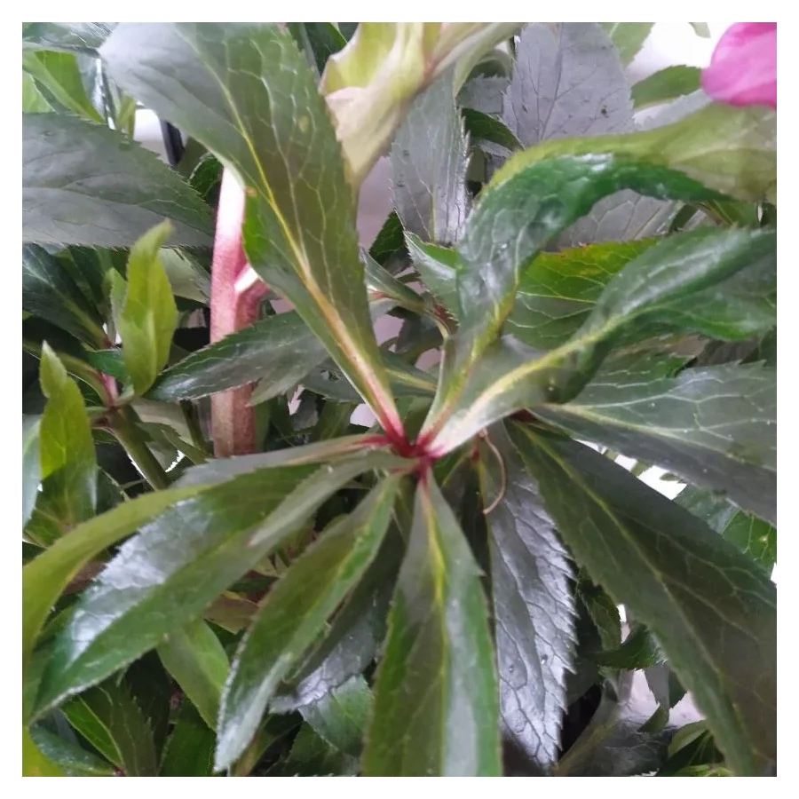 Helleborus Dacaya Ciemiernik- Rośliny od Ogrodnika Szkółka Barcikowscy