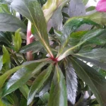 Helleborus Dacaya Ciemiernik- Rośliny od Ogrodnika Szkółka Barcikowscy