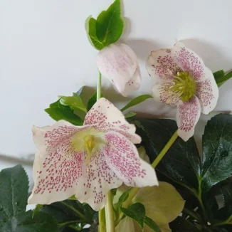 Helleborus Single Flowered  Bicolor Ciemiernik- Rośliny od Ogrodnika Szkółka Barcikowscy