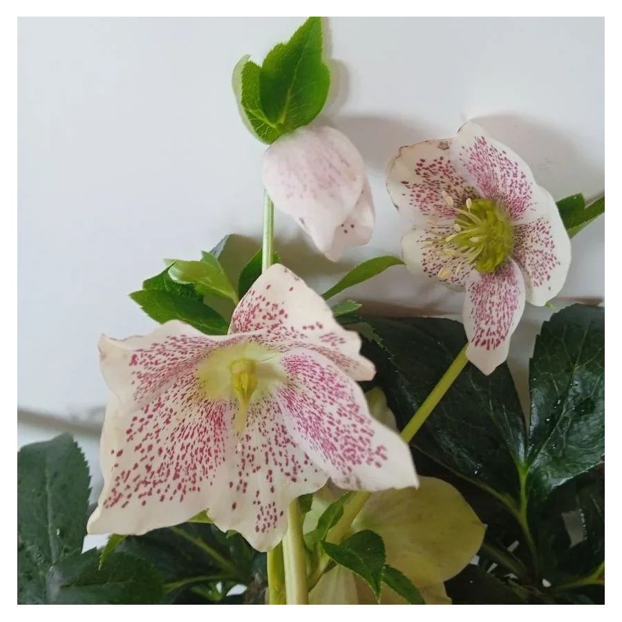 Helleborus Single Flowered  Bicolor Ciemiernik- Rośliny od Ogrodnika Szkółka Barcikowscy
