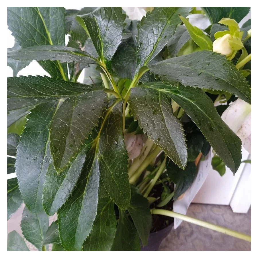 Helleborus Single Flowered  Bicolor Ciemiernik- Rośliny od Ogrodnika Szkółka Barcikowscy