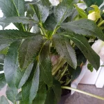 Helleborus Single Flowered  Bicolor Ciemiernik- Rośliny od Ogrodnika Szkółka Barcikowscy