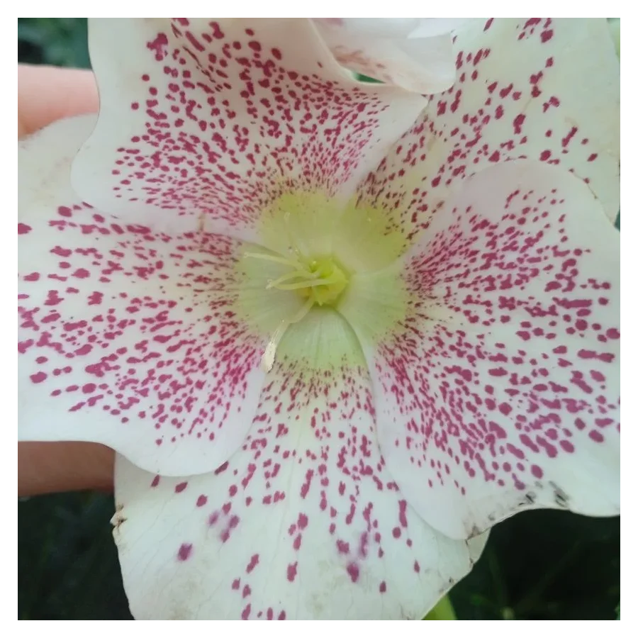 Helleborus Single Flowered  Bicolor Ciemiernik- Rośliny od Ogrodnika Szkółka Barcikowscy