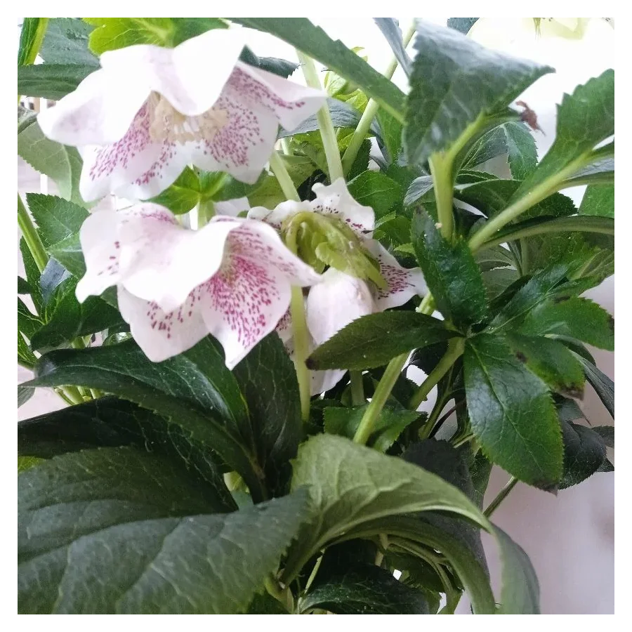 Helleborus Single Flowered  Bicolor Ciemiernik- Rośliny od Ogrodnika Szkółka Barcikowscy