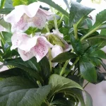 Helleborus Single Flowered  Bicolor Ciemiernik- Rośliny od Ogrodnika Szkółka Barcikowscy