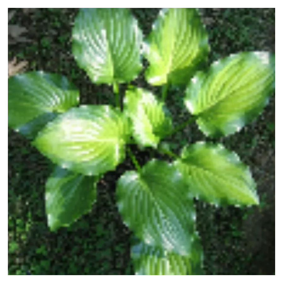 Hosta Invincible Funkia- Rośliny od Ogrodnika Szkółka Barcikowscy