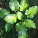 Hosta Invincible Funkia- Rośliny od Ogrodnika Szkółka Barcikowscy