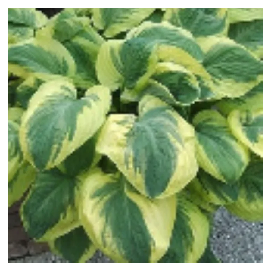 Hosta Carnival Funkia - Rośliny od Ogrodnika Szkółka Barcikowscy