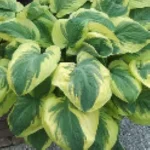 Hosta Carnival Funkia - Rośliny od Ogrodnika Szkółka Barcikowscy