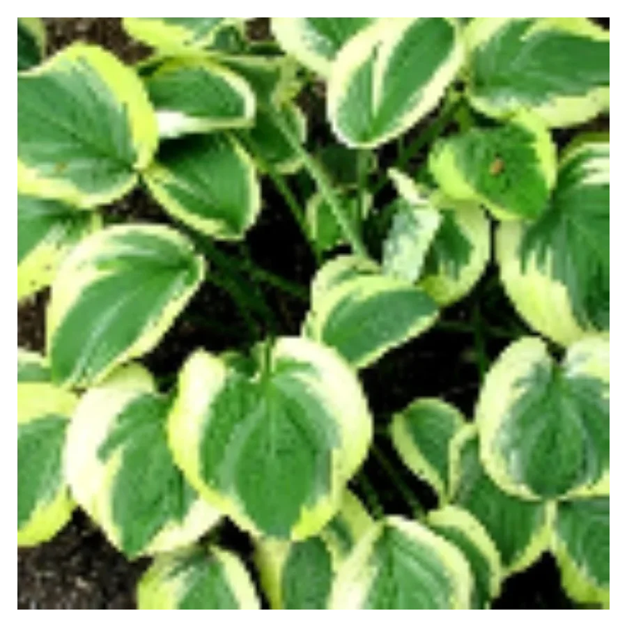 Hosta Carnival Funkia - Rośliny od Ogrodnika Szkółka Barcikowscy