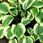 Hosta Carnival Funkia - Rośliny od Ogrodnika Szkółka Barcikowscy