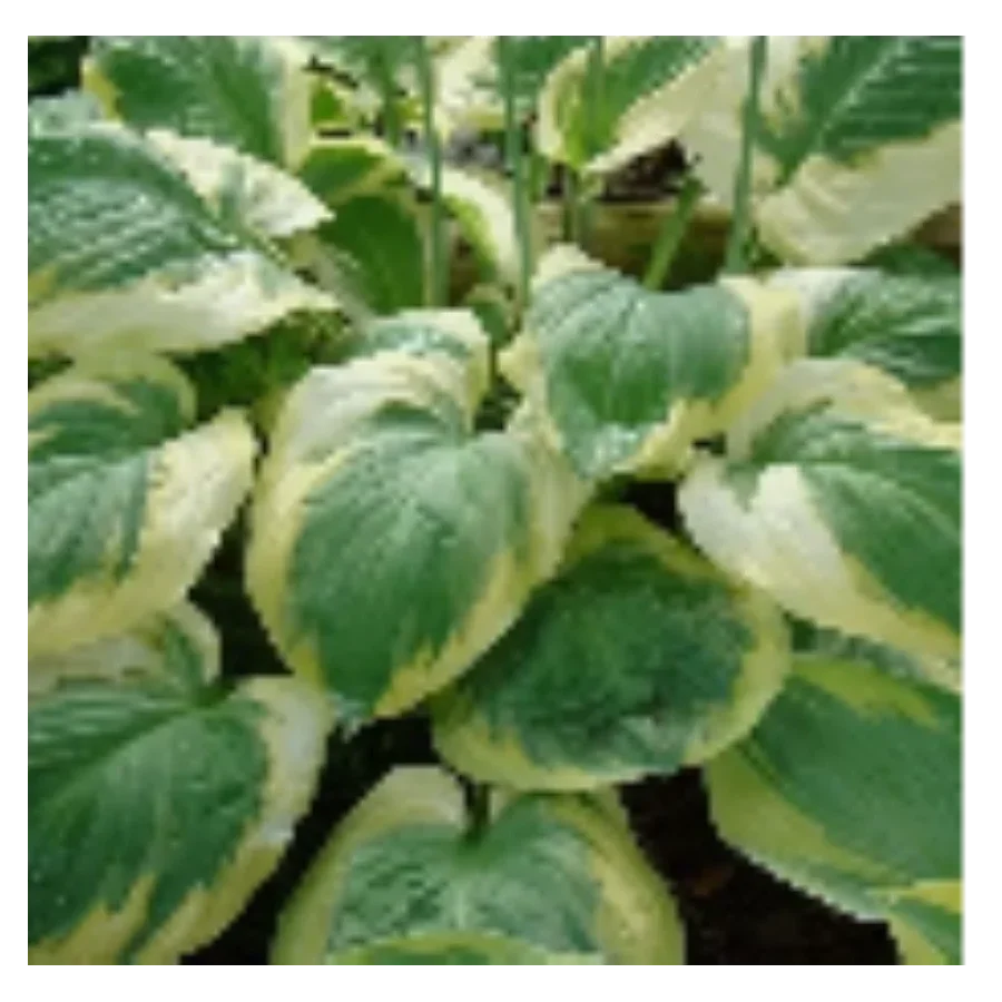 Hosta Carnival Funkia - Rośliny od Ogrodnika Szkółka Barcikowscy