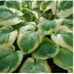 Hosta Carnival Funkia - Rośliny od Ogrodnika Szkółka Barcikowscy