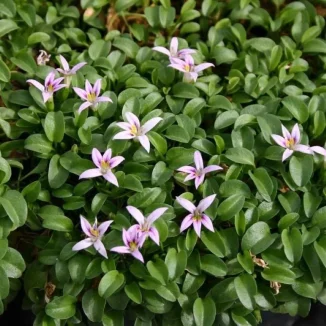 Hypsela reniformis Hypsela nerkowata- Rośliny od Ogrodnika Szkółka Barcikowscy