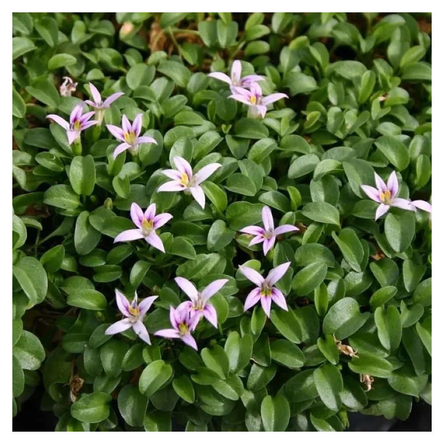 Hypsela reniformis Hypsela nerkowata- Rośliny od Ogrodnika Szkółka Barcikowscy