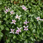 Hypsela reniformis Hypsela nerkowata- Rośliny od Ogrodnika Szkółka Barcikowscy