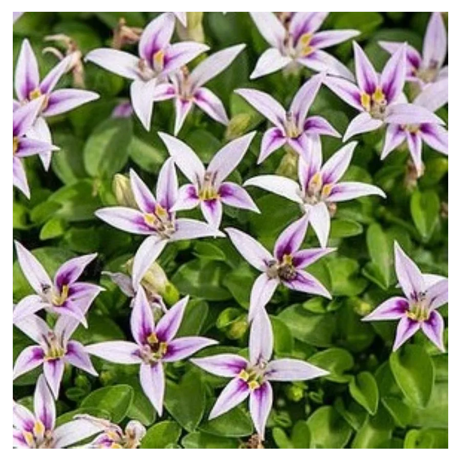 Hypsela reniformis Hypsela nerkowata- Rośliny od Ogrodnika Szkółka Barcikowscy