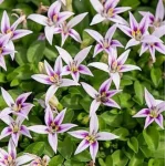 Hypsela reniformis Hypsela nerkowata- Rośliny od Ogrodnika Szkółka Barcikowscy