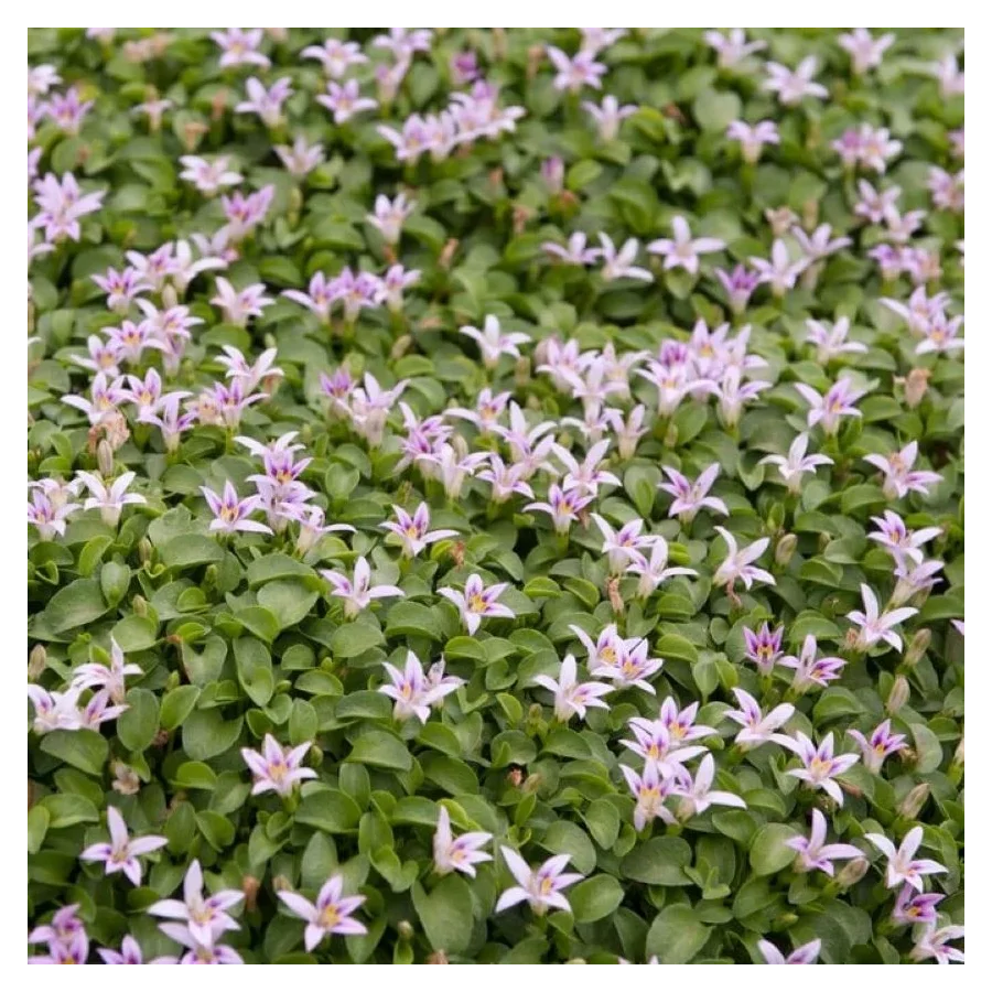 Hypsela reniformis Hypsela nerkowata- Rośliny od Ogrodnika Szkółka Barcikowscy