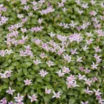 Hypsela reniformis Hypsela nerkowata- Rośliny od Ogrodnika Szkółka Barcikowscy