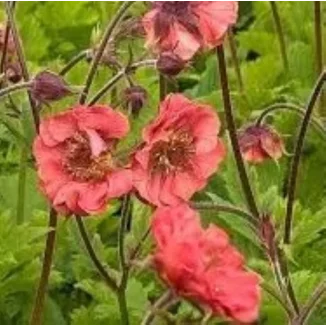 Geum boliviense Leonarde's Variety Kuklik- Rośliny od Ogrodnika Szkółka Barcikowscy