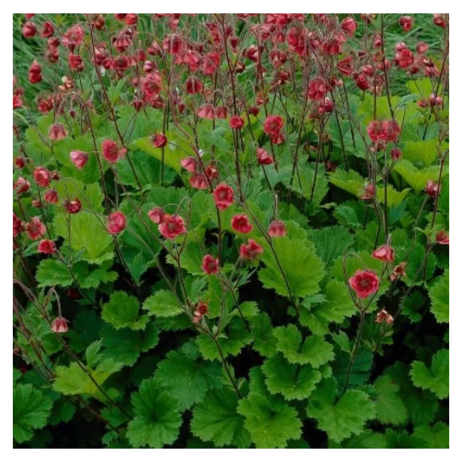 Geum boliviense Leonarde's Variety Kuklik- Rośliny od Ogrodnika Szkółka Barcikowscy