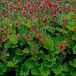 Geum boliviense Leonarde's Variety Kuklik- Rośliny od Ogrodnika Szkółka Barcikowscy