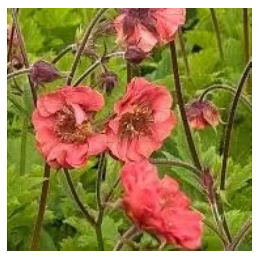 Geum boliviense Leonarde's Variety Kuklik- Rośliny od Ogrodnika Szkółka Barcikowscy