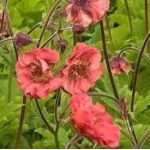 Geum boliviense Leonarde's Variety Kuklik- Rośliny od Ogrodnika Szkółka Barcikowscy