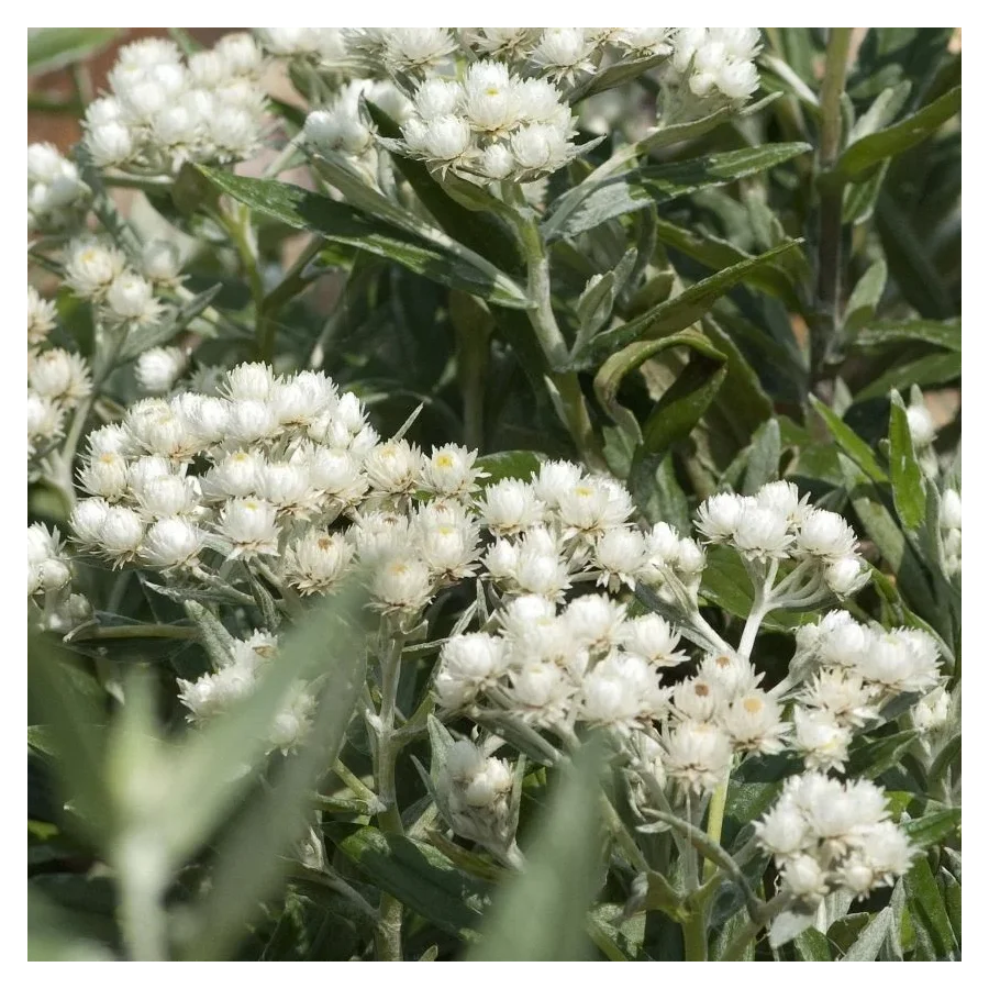 Anaphalis triplinervis Sommerschnee  Anafalis trójnerwowy- Rośliny od Ogrodnika Szkółka Barcikowscy