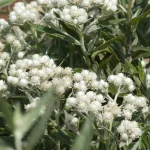 Anaphalis triplinervis Sommerschnee  Anafalis trójnerwowy- Rośliny od Ogrodnika Szkółka Barcikowscy