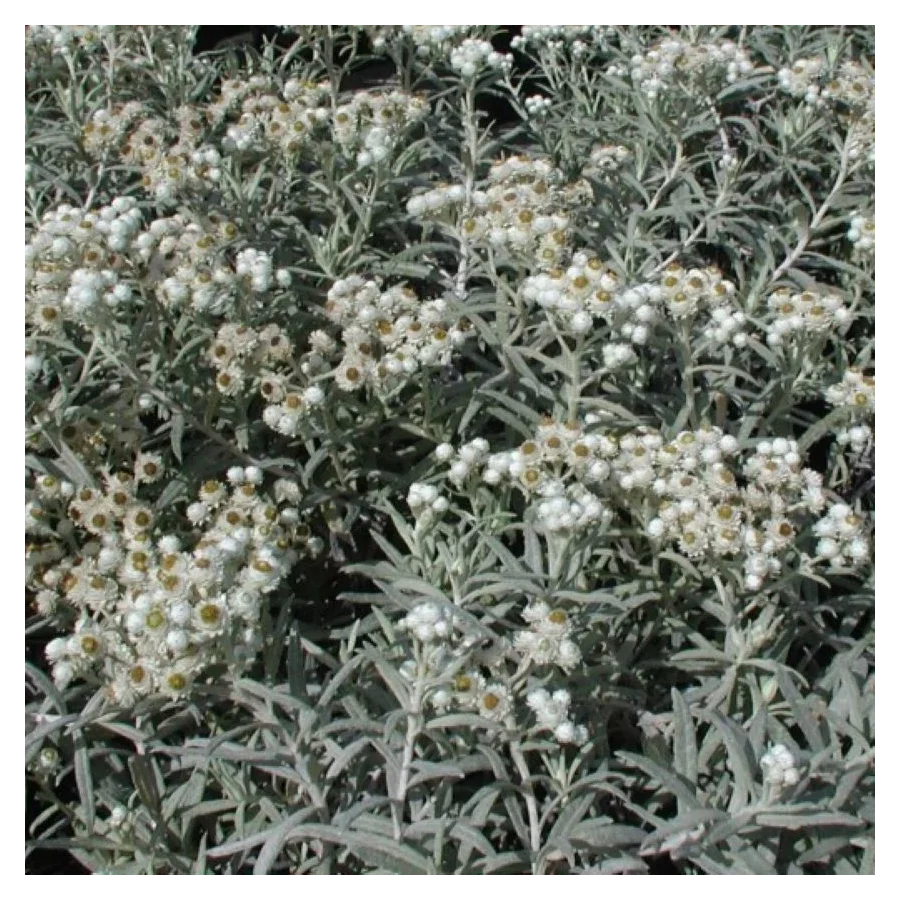 Anaphalis triplinervis Sommerschnee  Anafalis trójnerwowy- Rośliny od Ogrodnika Szkółka Barcikowscy