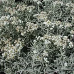 Anaphalis triplinervis Sommerschnee  Anafalis trójnerwowy- Rośliny od Ogrodnika Szkółka Barcikowscy