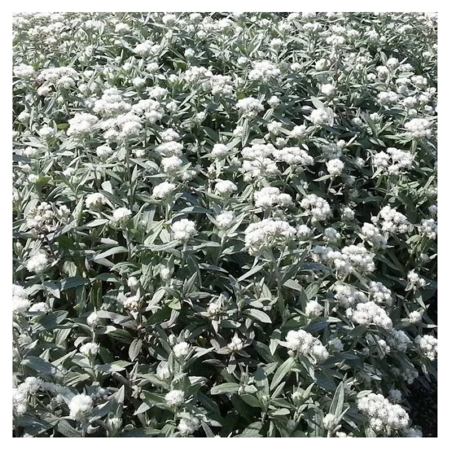 Anaphalis triplinervis Sommerschnee  Anafalis trójnerwowy- Rośliny od Ogrodnika Szkółka Barcikowscy