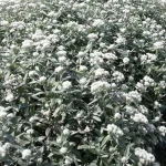 Anaphalis triplinervis Sommerschnee  Anafalis trójnerwowy- Rośliny od Ogrodnika Szkółka Barcikowscy