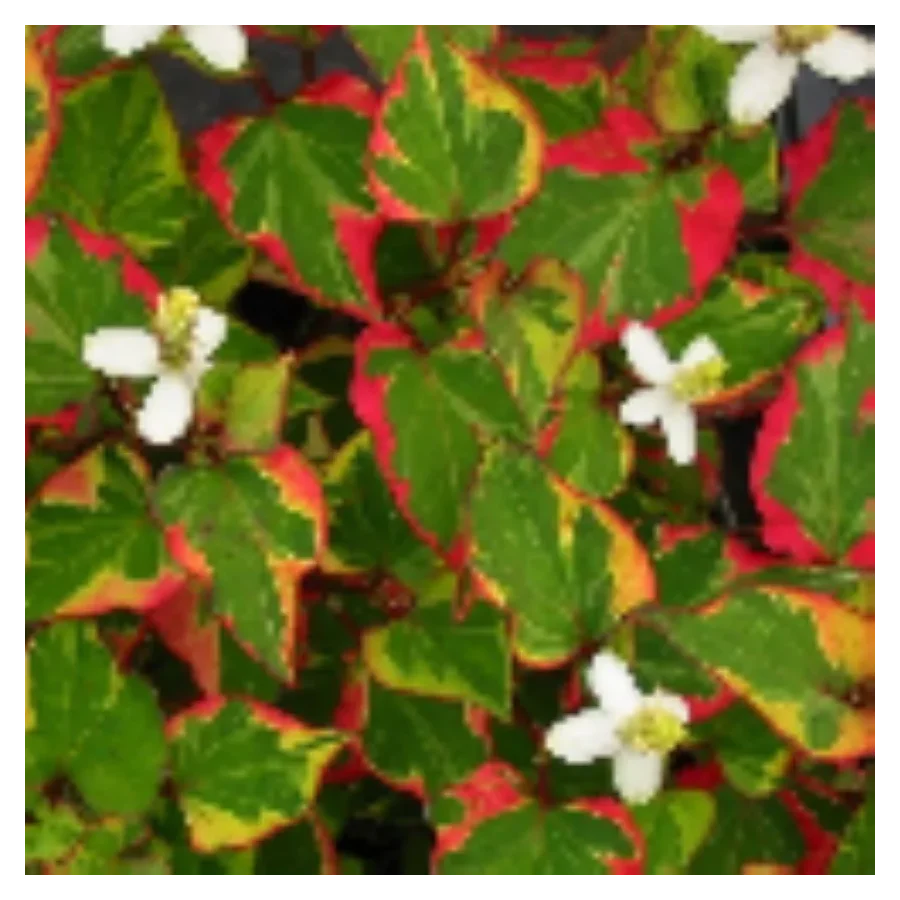 Houttuynia cordata Chameleon Pstrolistka sercowata - Rośliny od Ogrodnika Szkółka Barcikowscy