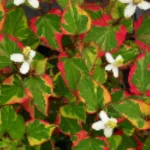 Houttuynia cordata Chameleon Pstrolistka sercowata - Rośliny od Ogrodnika Szkółka Barcikowscy