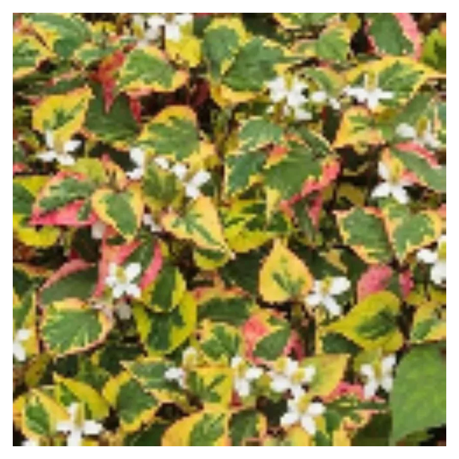 Houttuynia cordata Chameleon Pstrolistka sercowata - Rośliny od Ogrodnika Szkółka Barcikowscy