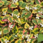 Houttuynia cordata Chameleon Pstrolistka sercowata - Rośliny od Ogrodnika Szkółka Barcikowscy