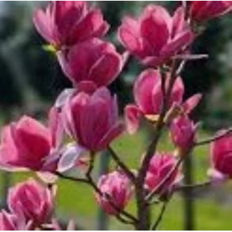 Magnolia Emperor Magnolia- Rośliny od Ogrodnika Szkółka Barcikowscy