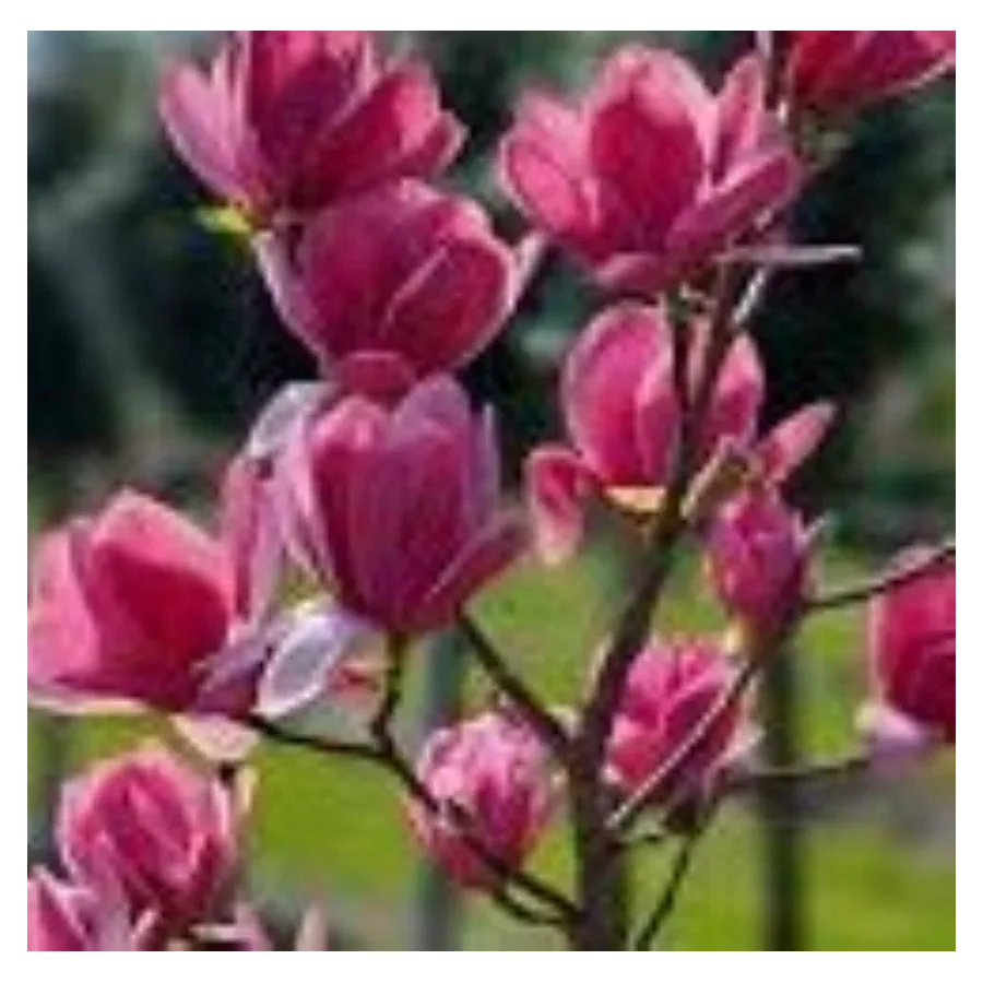 Magnolia Emperor Magnolia- Rośliny od Ogrodnika Szkółka Barcikowscy