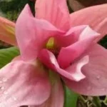 Magnolia Daybreak Magnolia- Rośliny od Ogrodnika Szkółka Barcikowscy