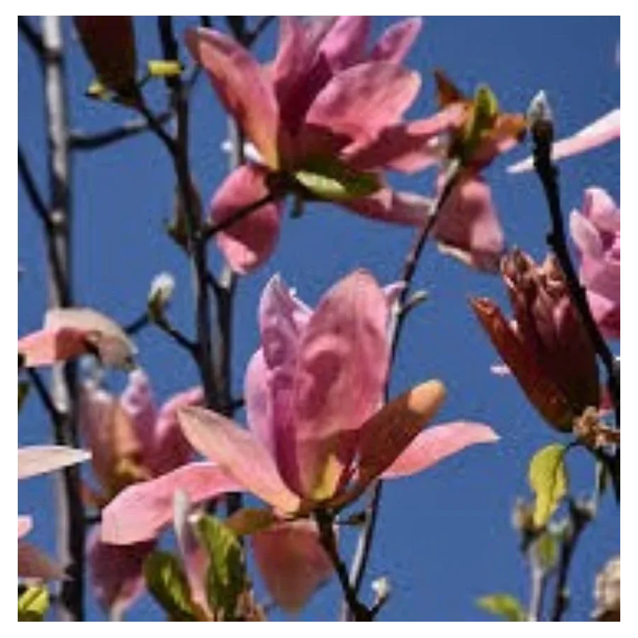 Magnolia Daybreak Magnolia- Rośliny od Ogrodnika Szkółka Barcikowscy