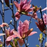 Magnolia Daybreak Magnolia- Rośliny od Ogrodnika Szkółka Barcikowscy