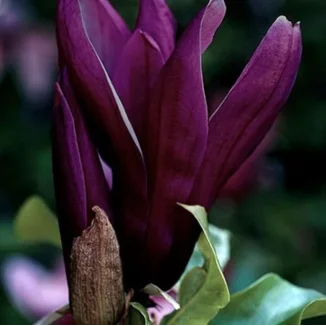 Magnolia Black Beauty Magnolia-Rośliny od Ogrodnika Szkółka Barcikowscy